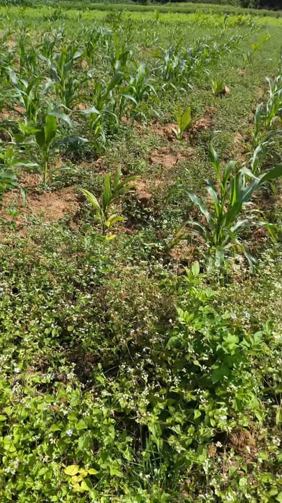 Đất nền 650m² Thị Trấn Chợ Chùa - 129 Triệu, Sẵn Cây Ăn Trái