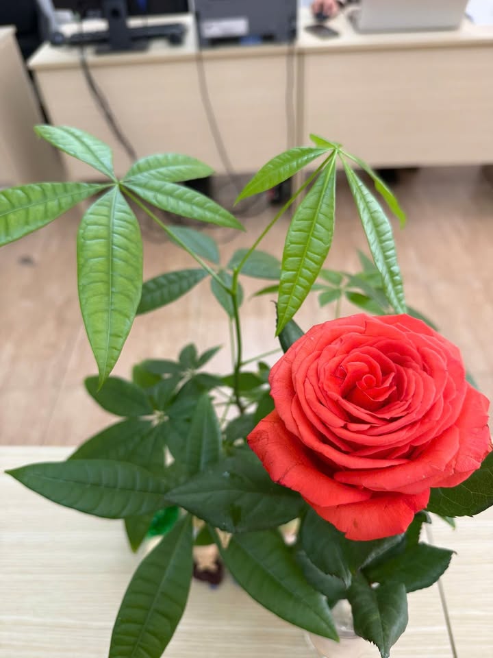 Nhà Riêng Phường 2 Đà Lạt 100m² - Ô tô vào tận nhà!