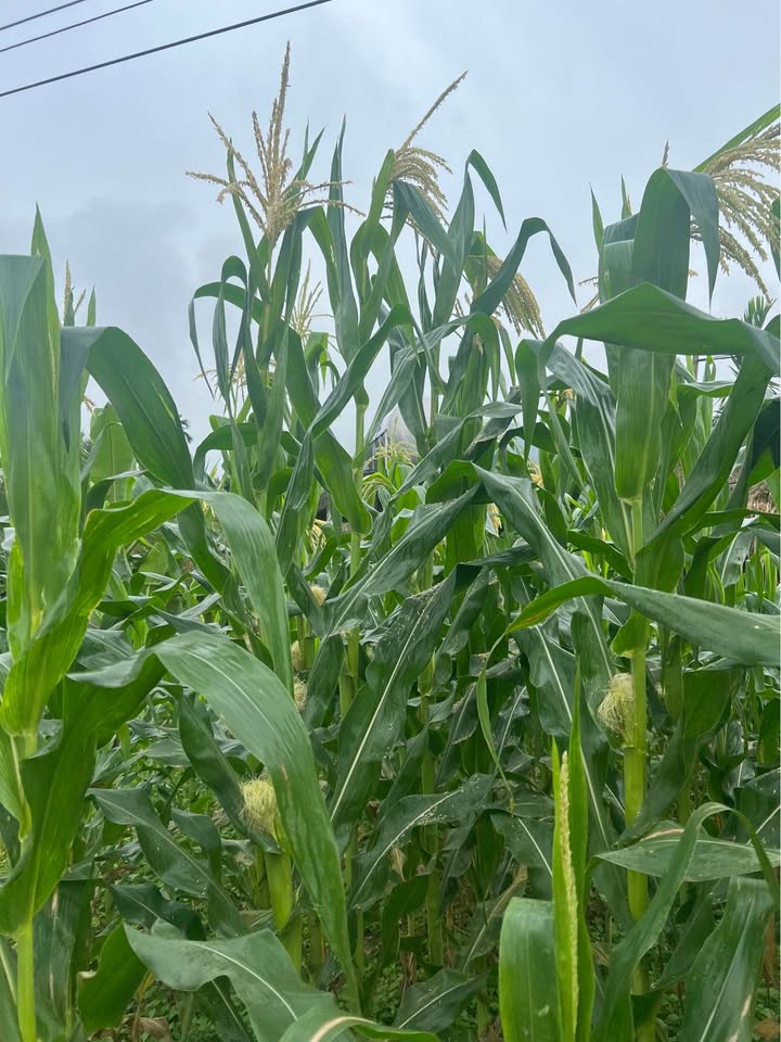 Đất nền Sơn Vạn, Đông Hải 103m² - Sổ đỏ chính chủ