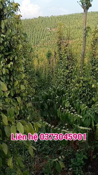 Đất Vườn Đắk Song 22.000m² - Sổ Đỏ Trao Tay, Nguồn Thu Bền Vững