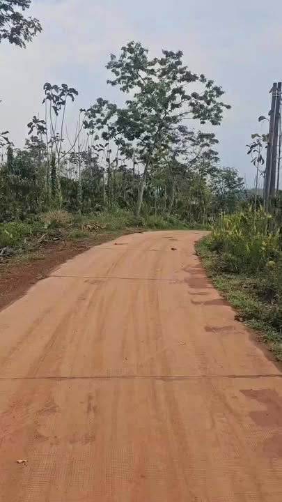 Đất Rẫy 4ha Nam Bình, Đắk Song - 12 tỷ, tiềm năng sinh lời bền vững!