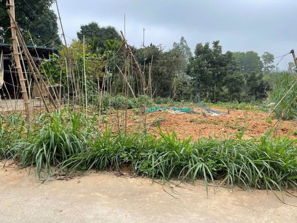 Đất Nền Phú Thọ 129m² - Sổ Đỏ Thổ Cư, Gần KCN Phú Hà