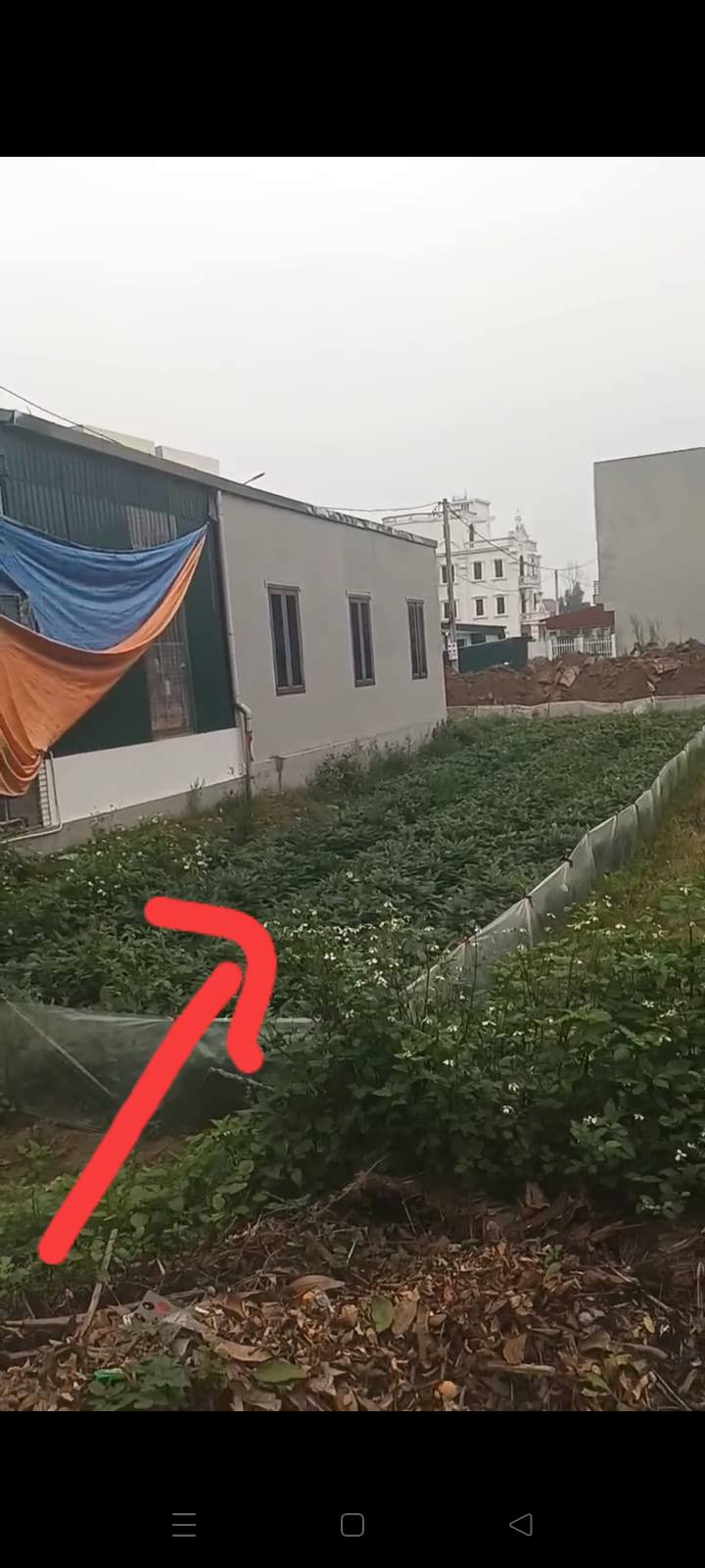 Đất nền 100m² Vĩnh Hồng, Bình Giang - Sẵn sàng xây nhà, kinh doanh tốt