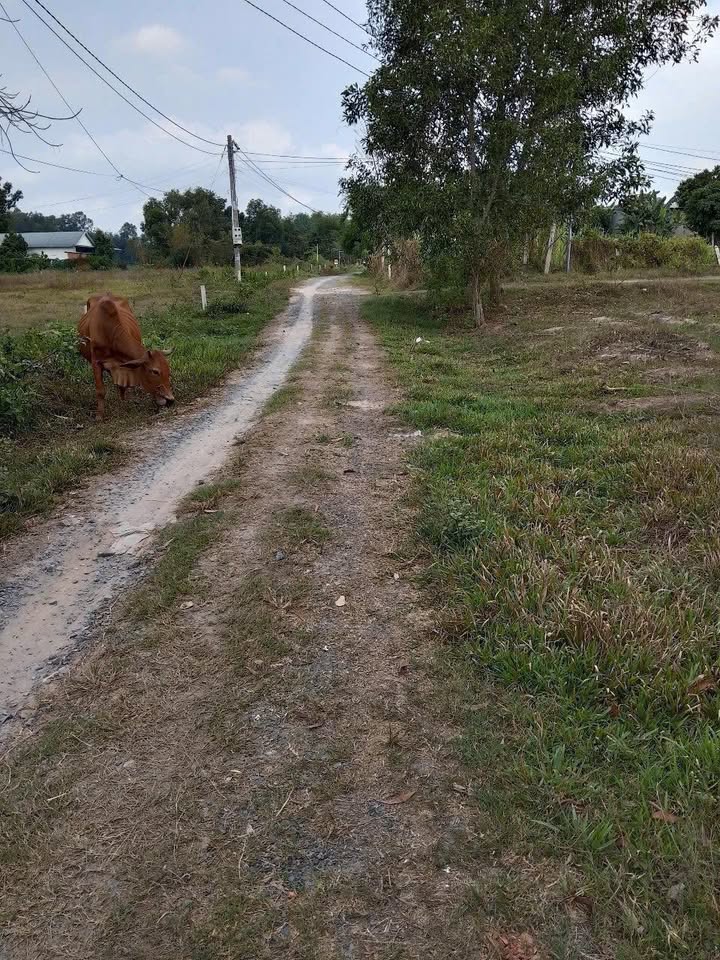 Bán Gấp Đất Gia Lâm, Trảng Bàng - Sổ Đỏ Thổ Cư 50m², Giá Từ 700 Triệu