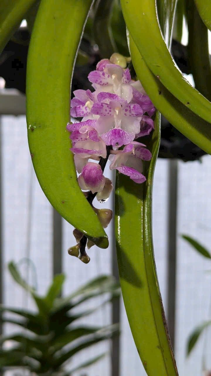 Bán gấp nhà vườn 1000m² đường Lê Hoàn, Phù Cát - Sổ hồng chính chủ