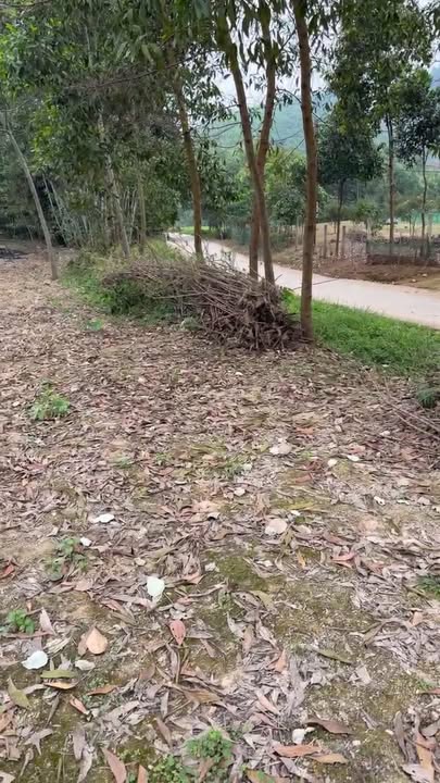 Đất nền Hạ Hòa, Phú Thọ 1240m² - Sổ đỏ chính chủ, công chứng ngay!