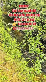 Bán Gấp Đất Vườn Phú Thọ 15000m² - Sẵn Nhà Vườn, Suối Mát