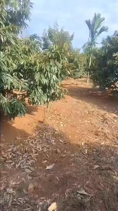 Bán Gấp 5000m² Đất Vườn Sầu Riêng 5 Năm Tuổi Tại Eakar, Đắk Lắk - Giá 2 Tỷ