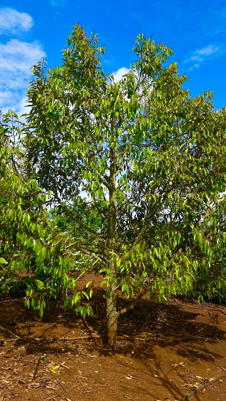 Bán rẫy 5700m² Gia Lai - 650 cây cà phê, sầu riêng, ô tô vào tận nơi