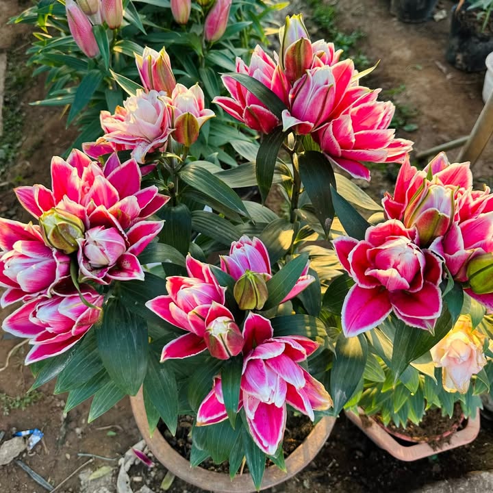 Đất nền 100m² Vườn Am, Bình Lục - Hướng Đông Nam, Giá 3.6 Tỷ