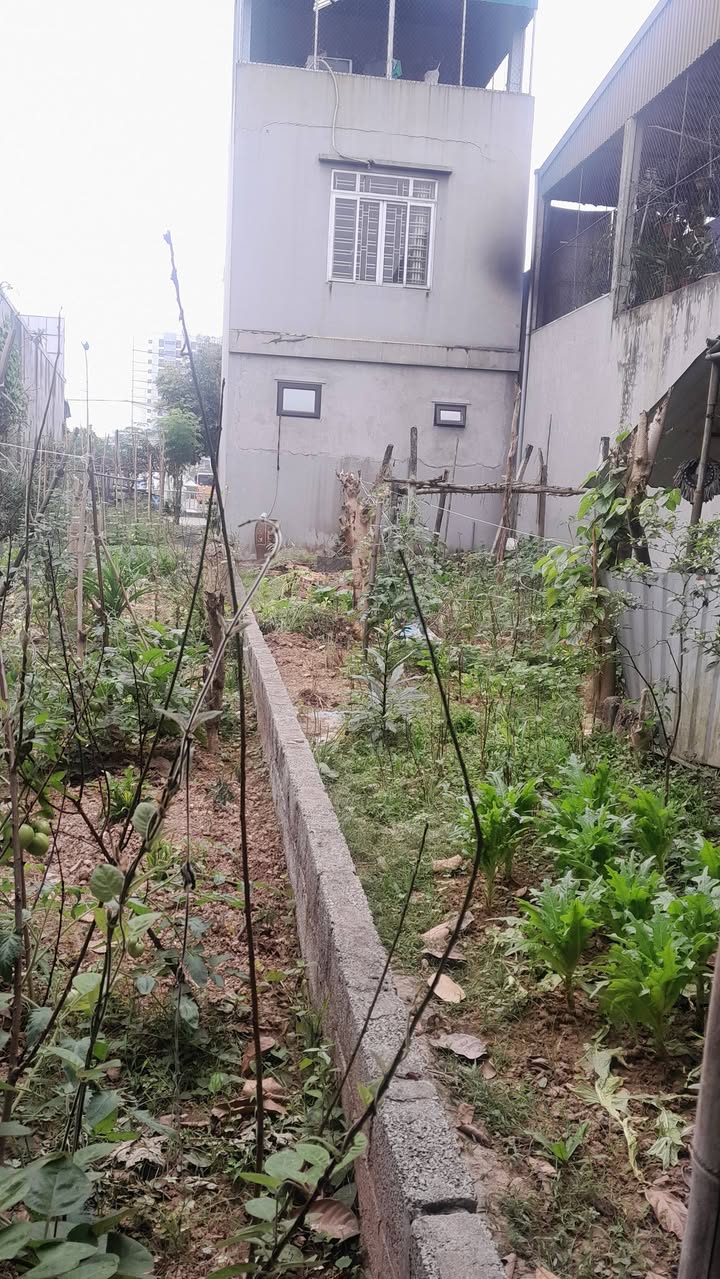 Đất nền Phường Hữu Nghị TP Hòa Bình 100m² - Sổ đỏ chính chủ