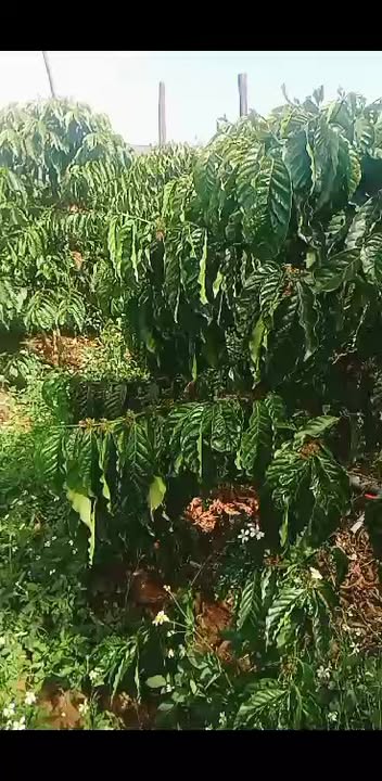 Rẫy Vườn Ia Kly, Chư Prông 8500m² - Cơ hội đầu tư dài hạn!