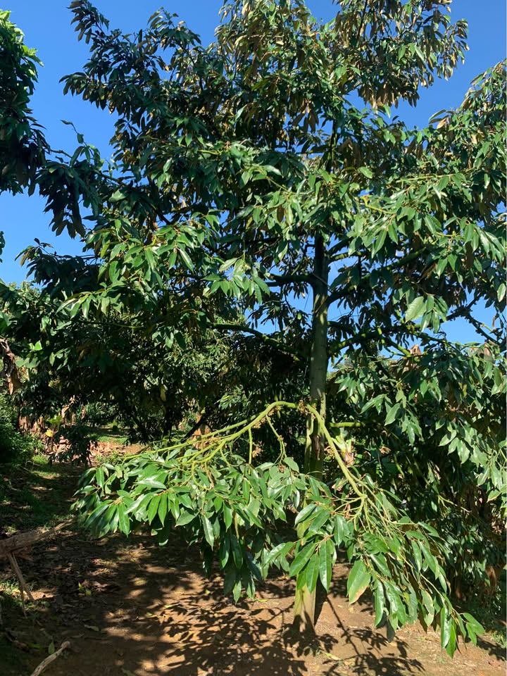 Đất Vườn Sầu Riêng Thu Quả Lộc Nam, Bảo Lâm - 2.5 Tỷ