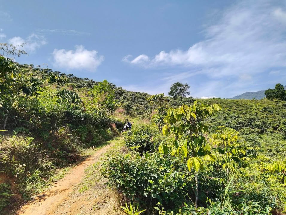 Đất Vườn Lâm Đồng 1.7ha - Giá Tốt Đầu Tư Nông Nghiệp