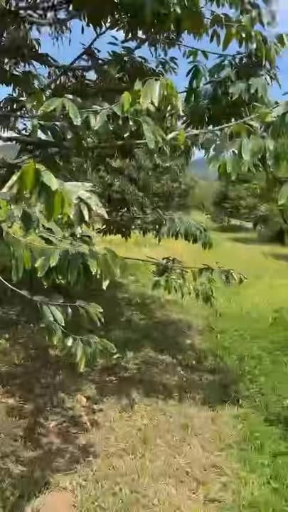 Farm Sầu Riêng 17.000m² Xã Quảng Thành, Châu Đức - 4.7 Tỷ