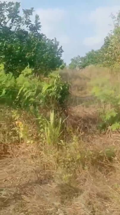 Đất Nền Nghĩa Thành Châu Đức 600m² - Mặt Tiền Nhựa, Sổ Đỏ TC80