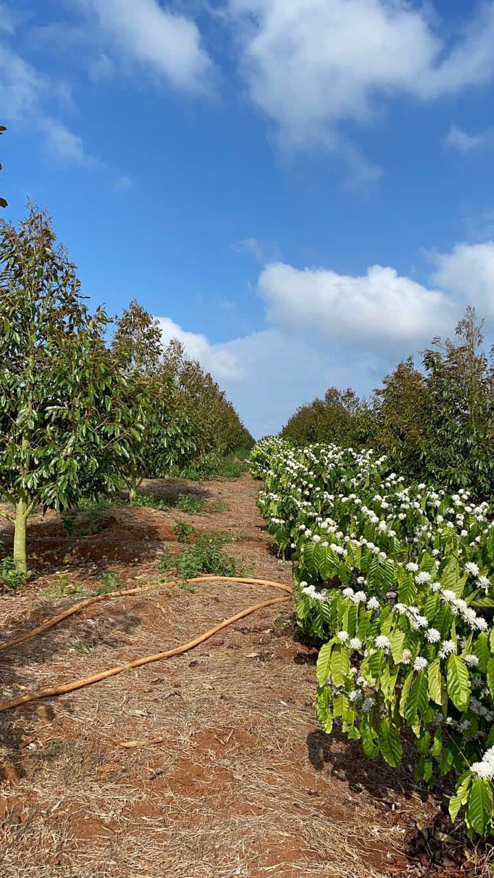 Farm 5 Sào Đắk Lắk - 120 Cây Sầu Riêng & Cà Phê Tơ Giá 2.2 Tỷ