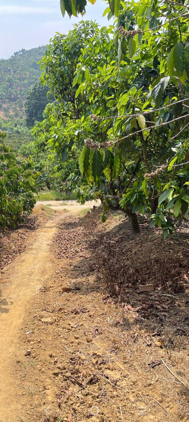 Đất Farm Di Linh 10.000m² 2.8 tỷ - Sổ đỏ chính chủ, ô tô tận vườn!