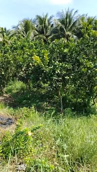 Đất Vĩnh Long 2884m² Mặt Tiền Huyện 31B, Cái Nhum - Sổ Đỏ Rõ Ràng