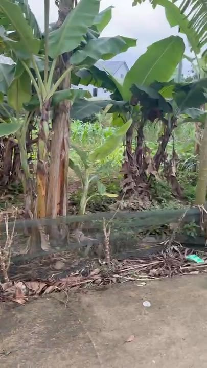 Đất nền Phường Tân Bình, Tam Điệp 96m² - Sổ đỏ chính chủ!