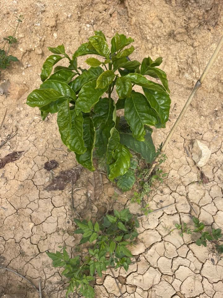 Bán Rẫy 1.8ha Xã Tân Lập, Kon Rẫy - Sẵn Sàng Thu Hoạch