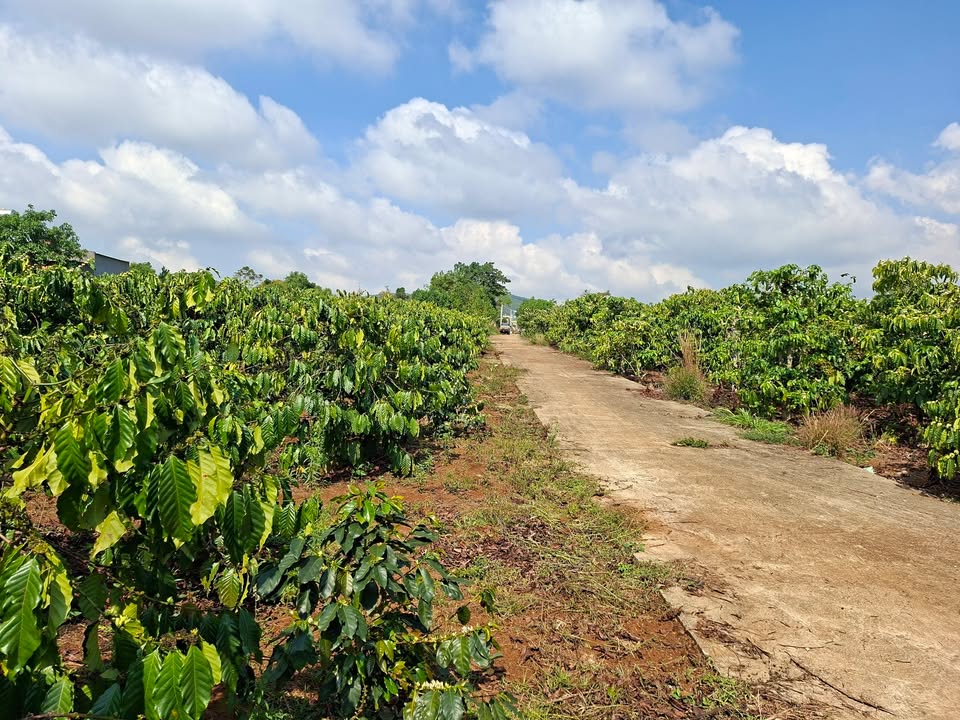 Đất Vườn Nghỉ Dưỡng Ven Đà Lạt - 420m² Sổ Hồng Riêng, Giá 1.7 Tỷ