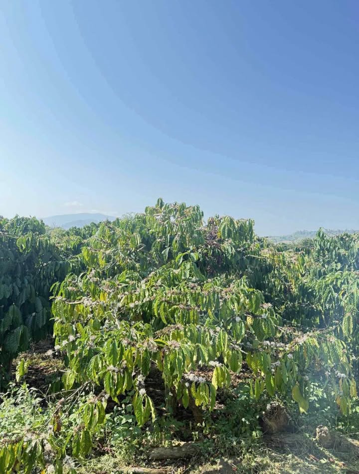 Bán Đất Vườn Lâm Hà 7500m² - Sổ Đỏ, Giá Tốt, Có Nhà Ở