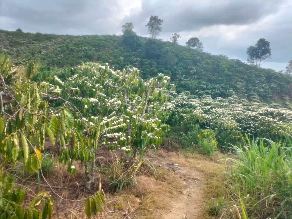 Bán Đất Vườn 11000m² Tỉnh Lâm Đồng - Giá 3.7 Tỷ