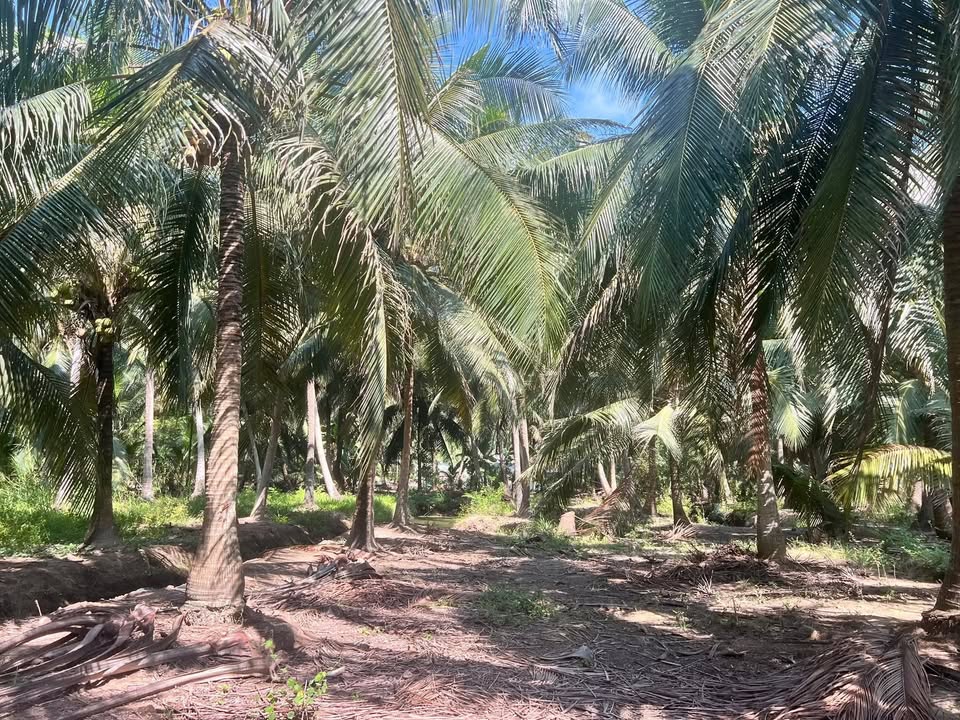 Đất vườn Vang Quới Đông, Bình Đại 5900m² - Sổ đỏ chính chủ!