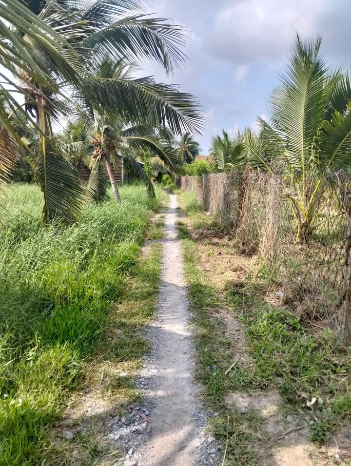 Đất nền Tân Thanh, Giồng Trôm 900m² - Tiềm năng tăng giá lớn!