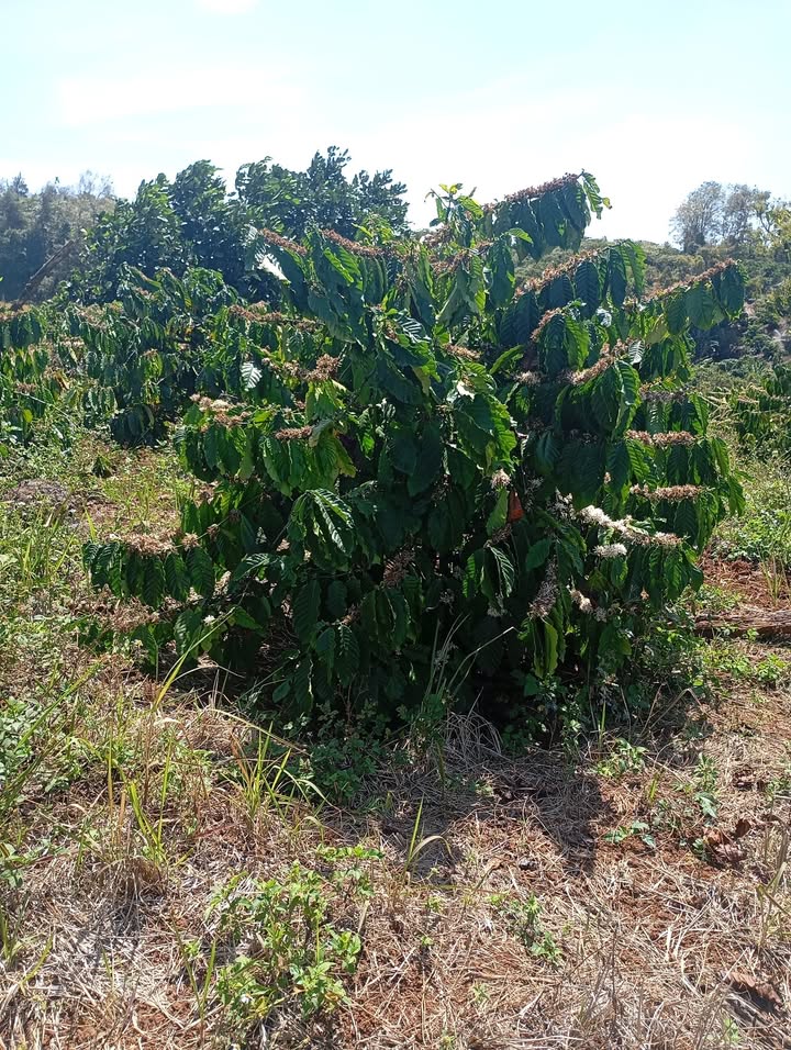 Bán Gấp 2.4ha Cà Phê, Sầu Riêng Tại Ea Nam, Ea H'leo - Giá Tốt