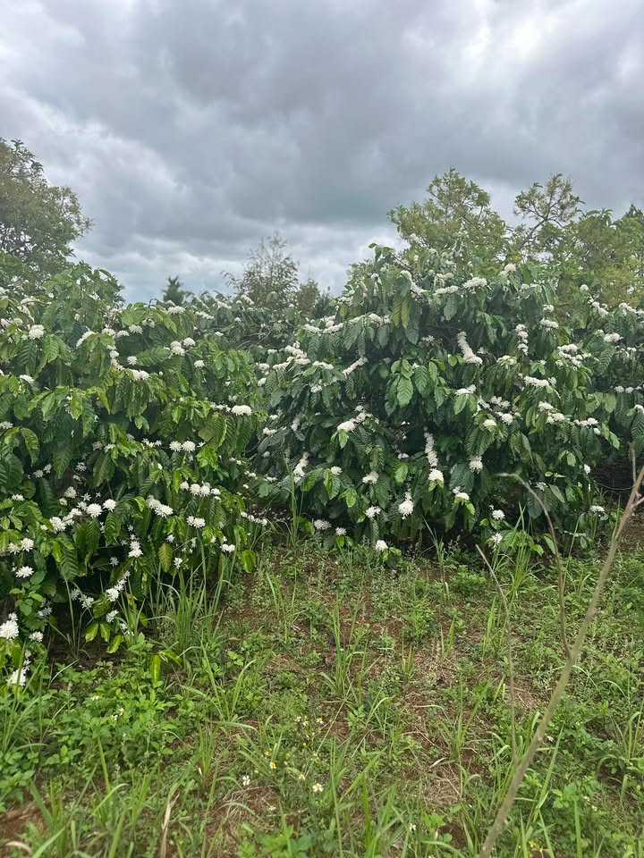 Đất nền 2ha Krông Năng, Đắk Lắk - Tiềm năng tăng giá vượt trội!