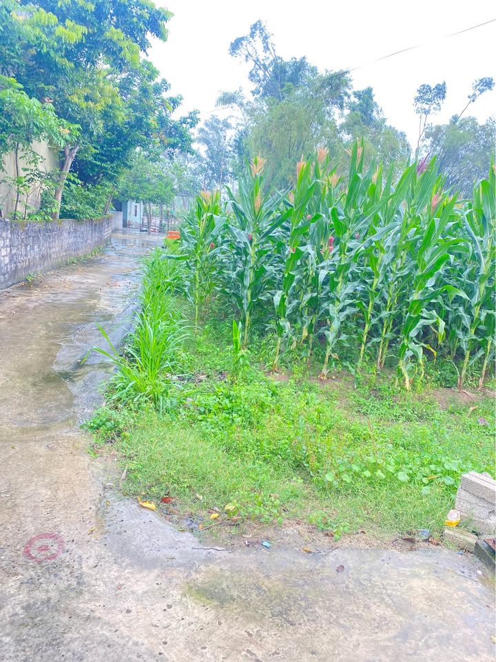 Đất nền Nghi Lộc 113.7m² giá 1.58 tỷ - Đường to ô tô, tiềm năng tăng giá!