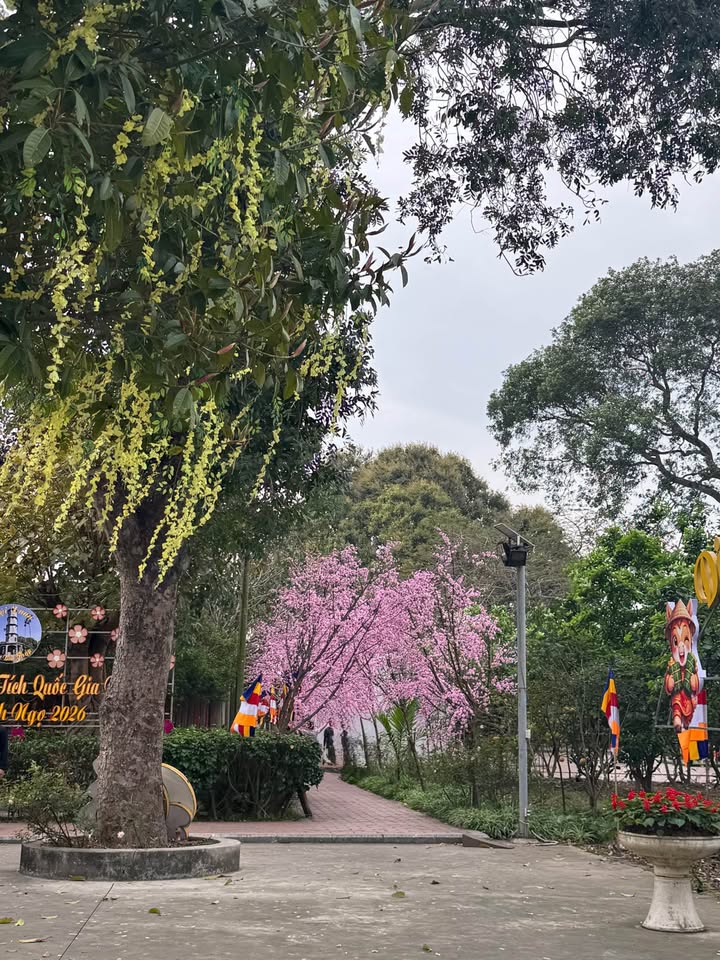 Đất nền Ngõ chợ Lũng hoa Hải An 55m² - Đường to ô tô