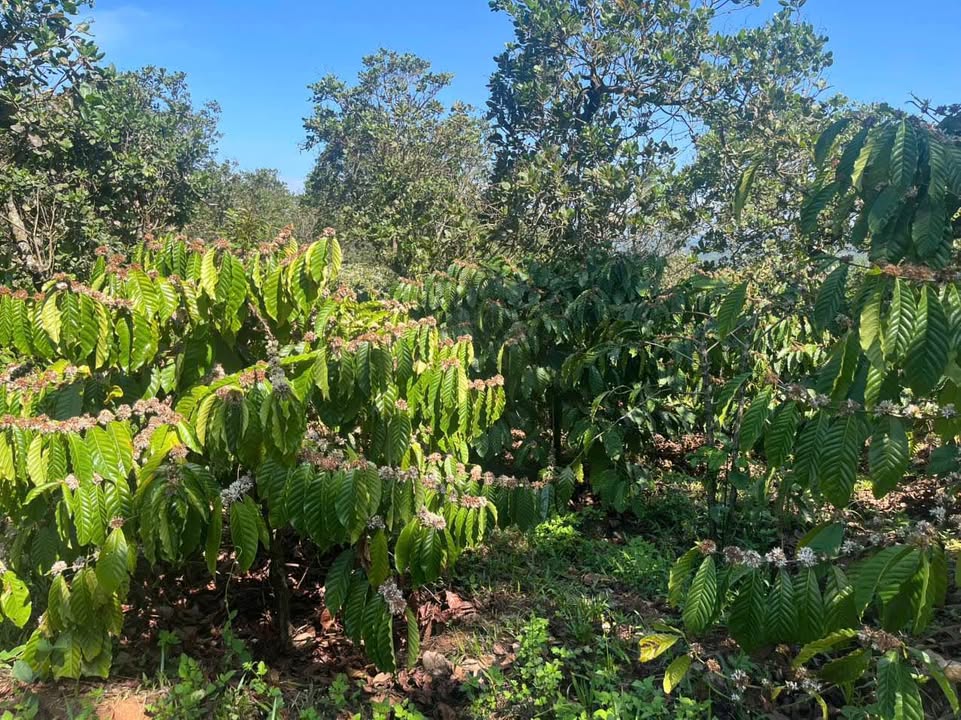 Bán Gấp Farm 1.5ha Xã Kiến Đức, Bảo Lộc - Đất Bằng Đẹp, Giá 2.6 Tỷ