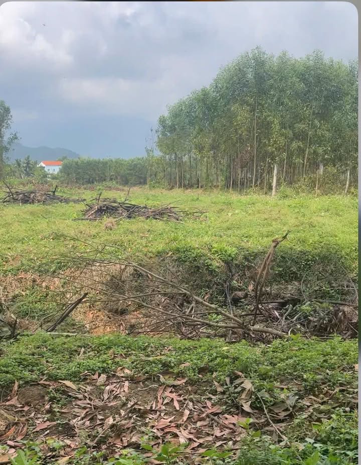 Đất Vườn Hòa Vang Đà Nẵng 500m² - Sẵn Sàng Xây Dựng Nhà An Nhiên