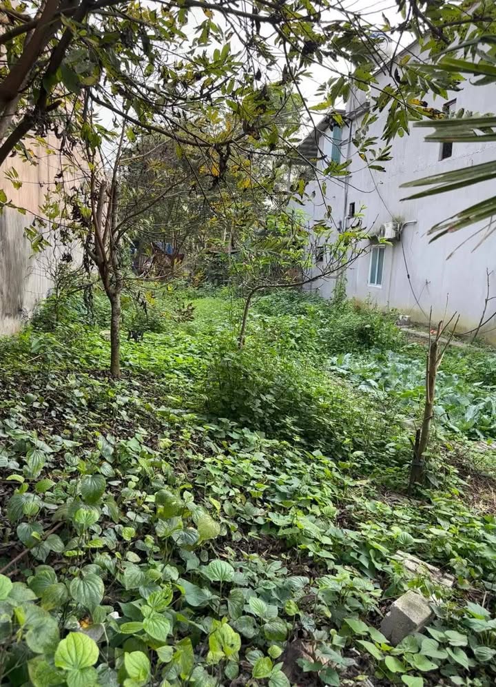 Đất nền Kim Quan, Yên Sơn, Tuyên Quang 168m² - Đường to ô tô