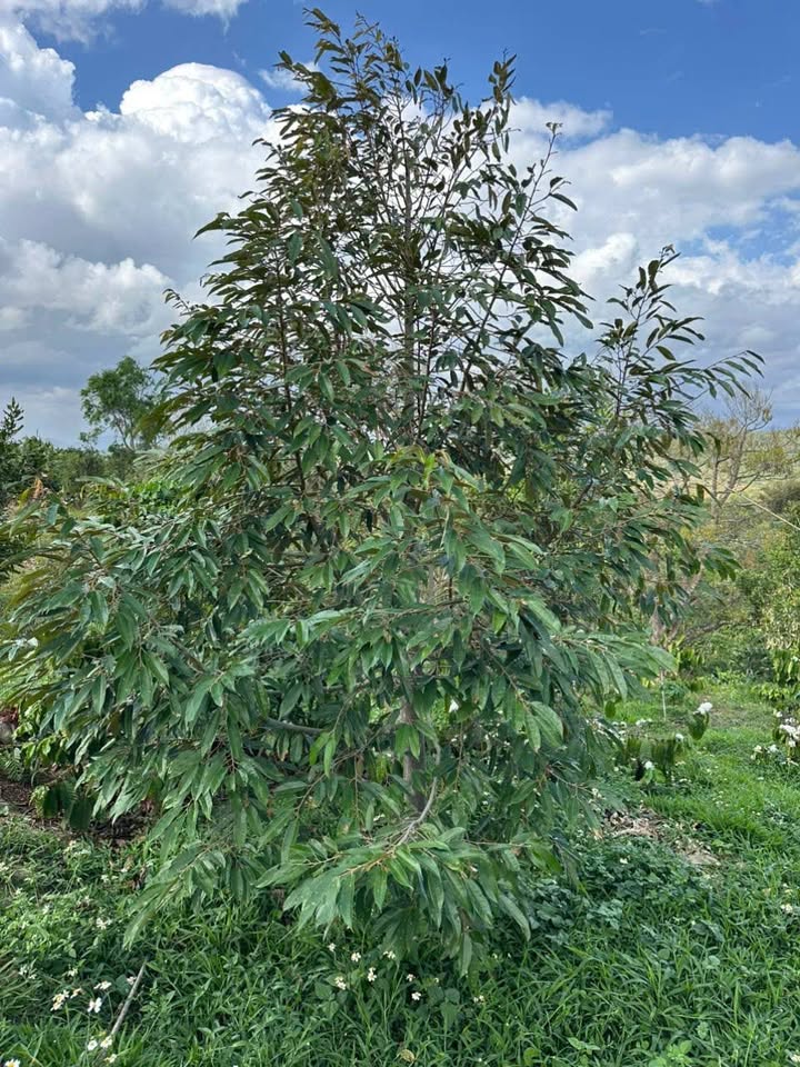 Bán 1ha Rẫy Đắk Lắk - Trồng Cafe, Sầu Riêng, Macca - Giá 1.5 Tỷ