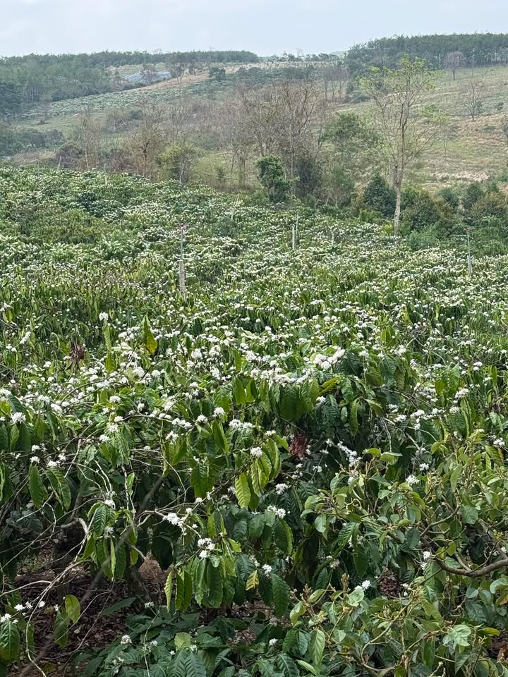 Bán Rẫy Cà Phê 2.6ha Đắk Lắk - Hạ Tầng Hoàn Thiện, Giá Tốt