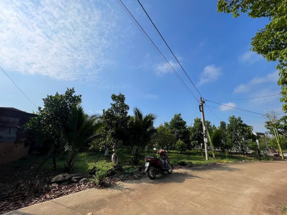 Đất Vườn Trái Cây 2008m² Hưng Lộc, Đồng Nai - Sổ Hồng Riêng