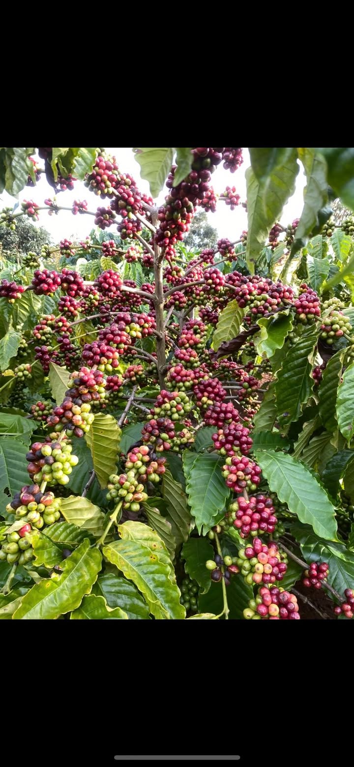 Bán Gấp Farm 3600m² Đắk Mil - Vị Trí Đắc Địa, Tiềm Năng Kinh Doanh