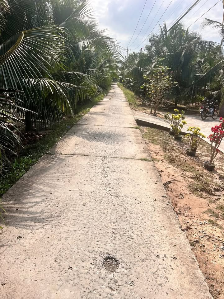 Đất nền Xã Châu Hưng, Bình Đại 2100m² - Tiềm năng tăng giá!