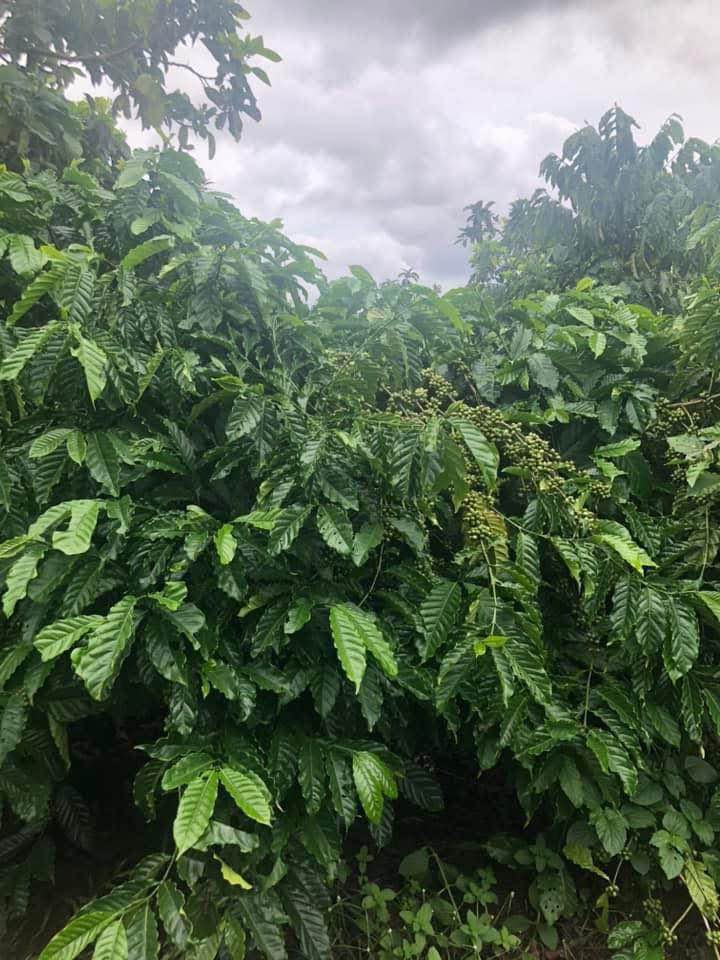 Bán Đất Nền Di Linh 400m² - Mặt Tiền Thông Lớn, Sẵn 200m² Thổ Cư