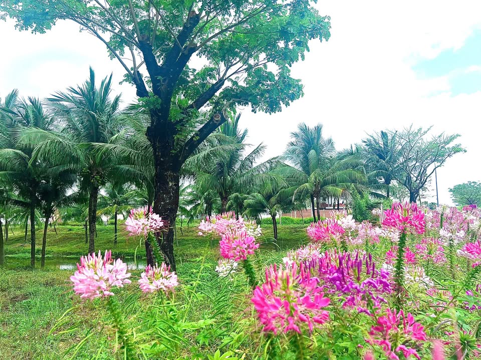 Đất nền FPT Đà Nẵng 100m² Đường V5 - Sổ đỏ chính chủ!