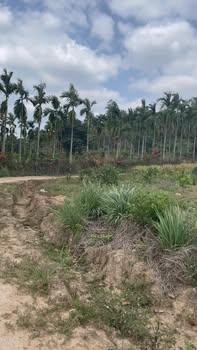 Bán Gấp Farm Cà Phê 11.000m² Đắk Nông - Giá Tốt 1.1 Tỷ