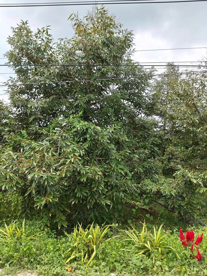 Đất Vườn 20.000m² Cai Lậy - Sổ Hồng Sẵn, Vườn Trái Cây Trĩu Quả, Giá Đầu Tư 1.3 Tỷ/Công