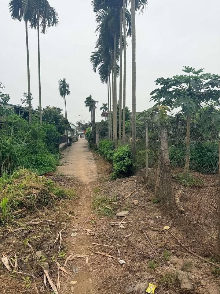 Đất Vườn Yên Bái 478m² Giá 3xx Triệu - Vị Trí Đẹp, Đông Dân Cư