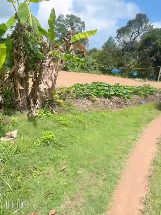 Đất Vườn Thăng Bình 960m² - Sổ Đỏ Rõ Ràng, Gần QL 14E