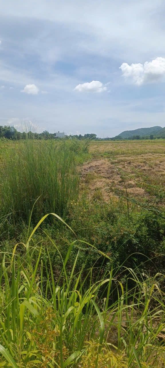 Đất nền Diên Thạnh, Diên Khánh 100m² - Sổ đỏ chính chủ, tiềm năng tăng giá