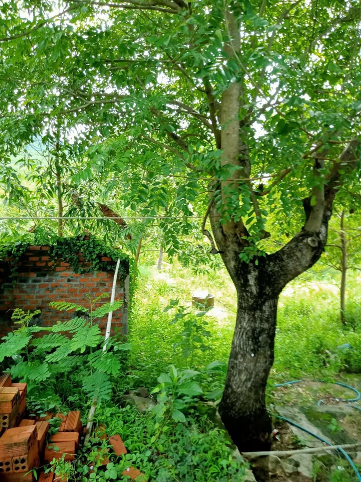 Đất Trang Trại 16ha Ninh Tân, Ninh Hòa - Sinh Thái Xanh, Đầu Tư Lớn!